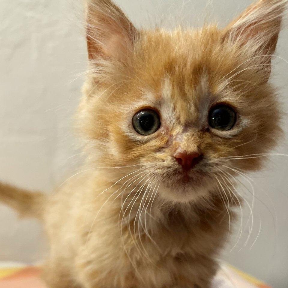 Enlarge Mogwai, a Adoptable Domestic Medium Hair in Mount Shasta, CA image 2/4