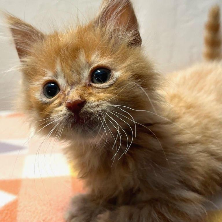 Enlarge Mogwai, a Adoptable Domestic Medium Hair in Mount Shasta, CA image 3/4