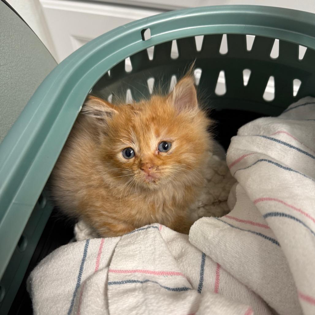 Enlarge Mogwai, a Adoptable Domestic Medium Hair in Mount Shasta, CA image 4/4