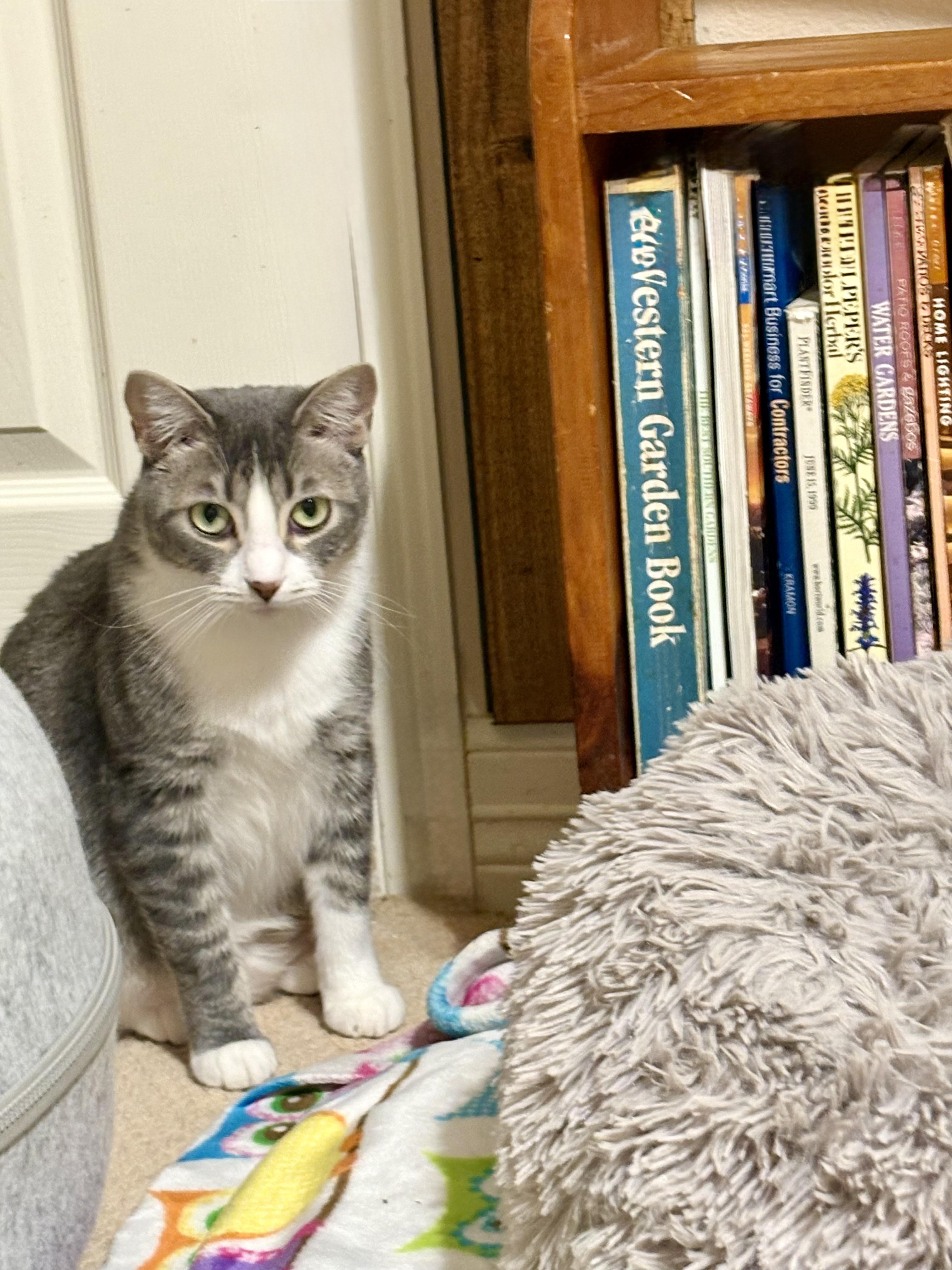 Enlarge Macaroon, a Adoptable Domestic Short Hair in Houston, TX image 2/6