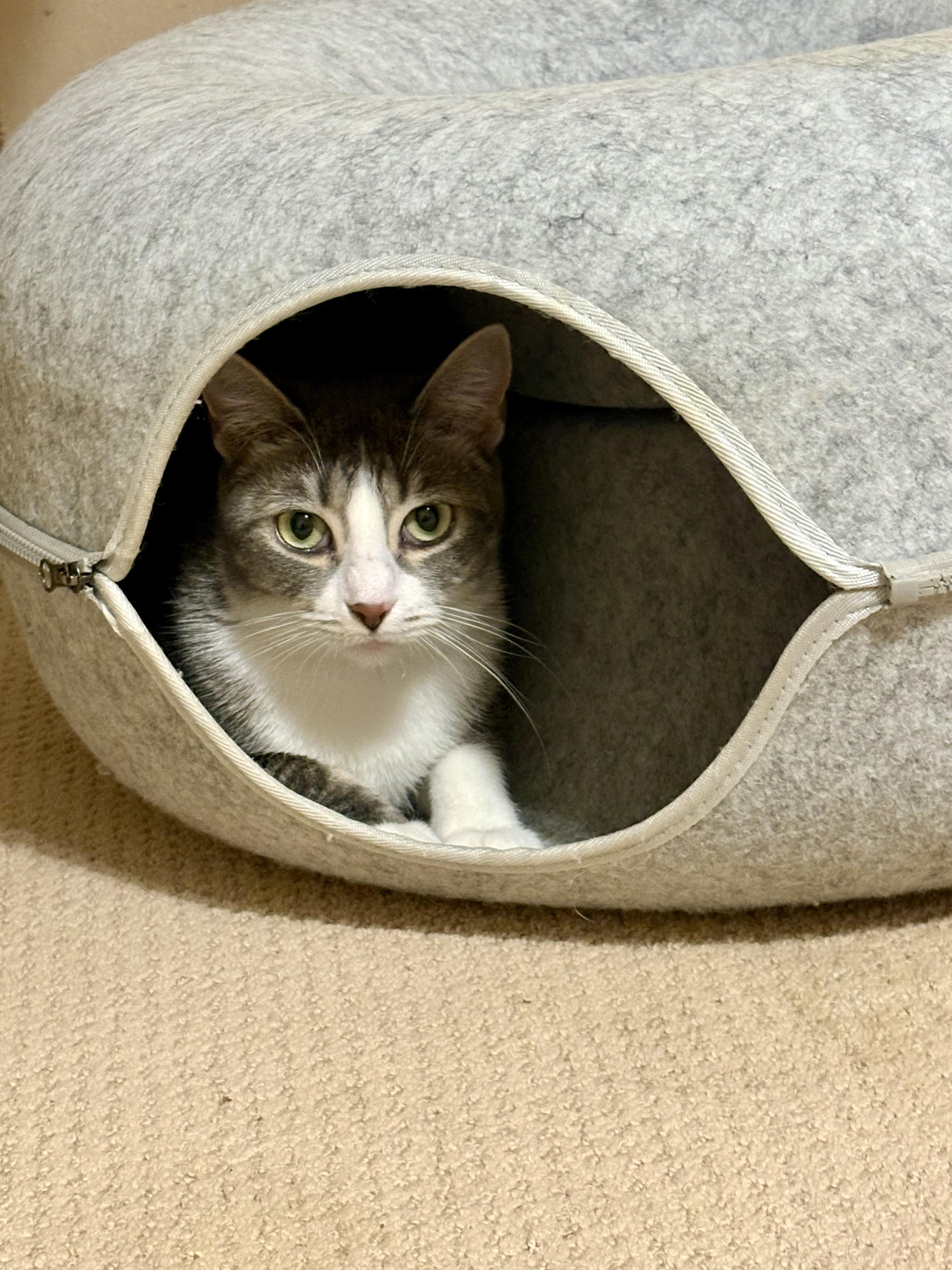 Enlarge Macaroon, a Adoptable Domestic Short Hair in Houston, TX image 4/6