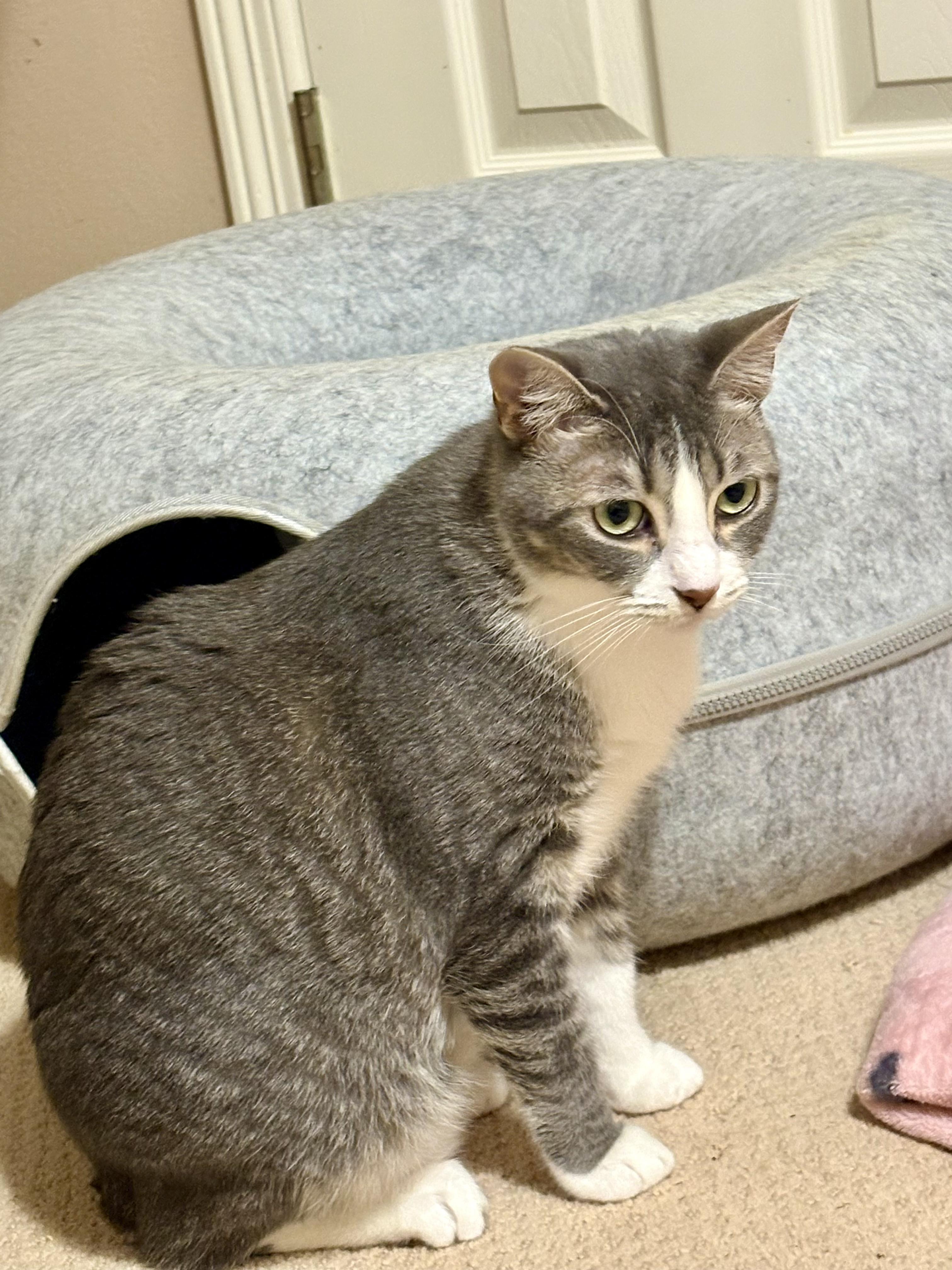 Enlarge Macaroon, a Adoptable Domestic Short Hair in Houston, TX image 1/6