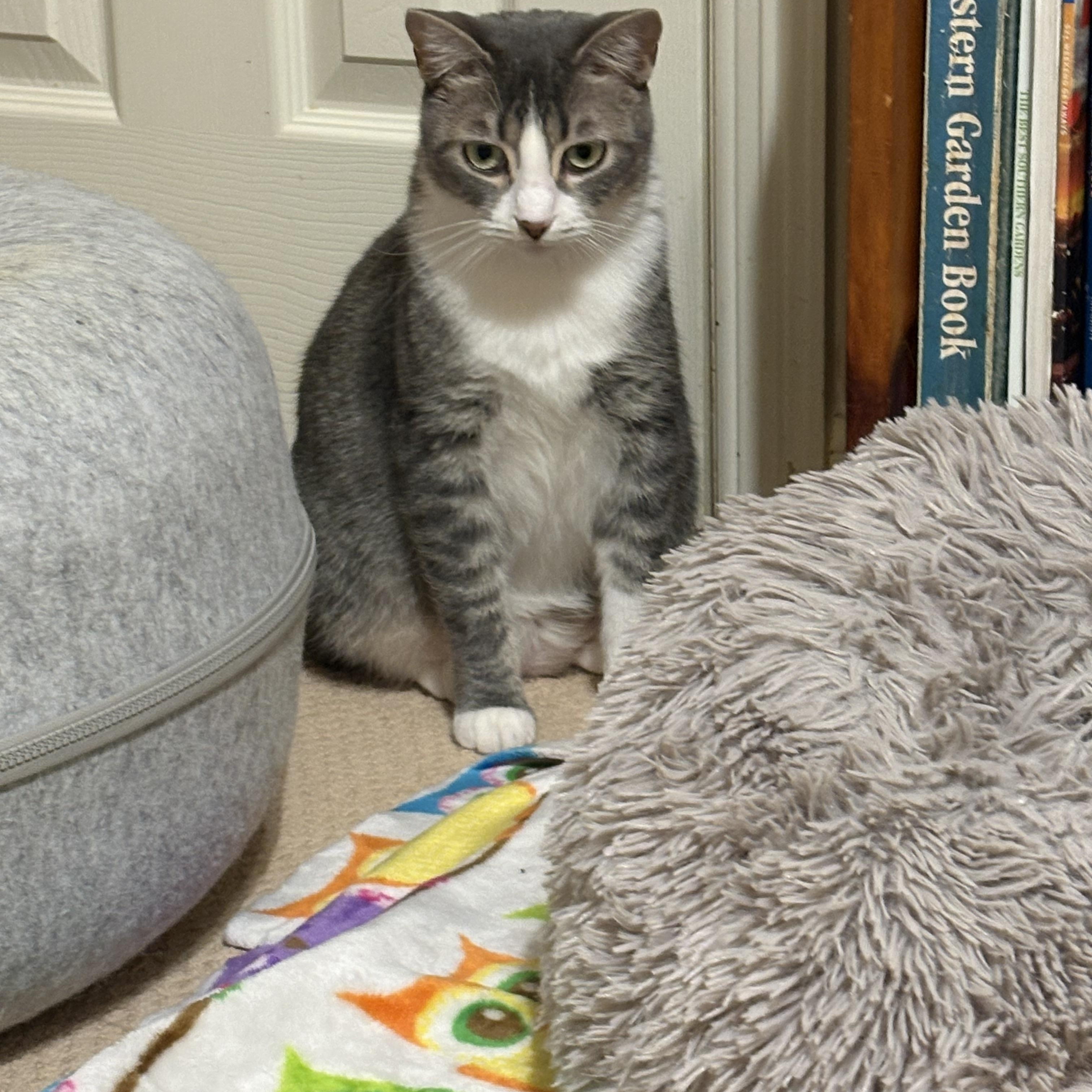 Enlarge Macaroon, a Adoptable Domestic Short Hair in Houston, TX image 3/6