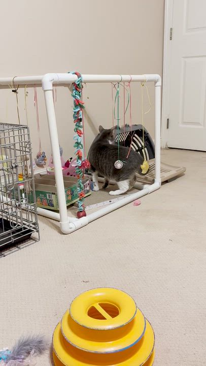 Enlarge Macaroon, a Adoptable Domestic Short Hair in Houston, TX video 5/6