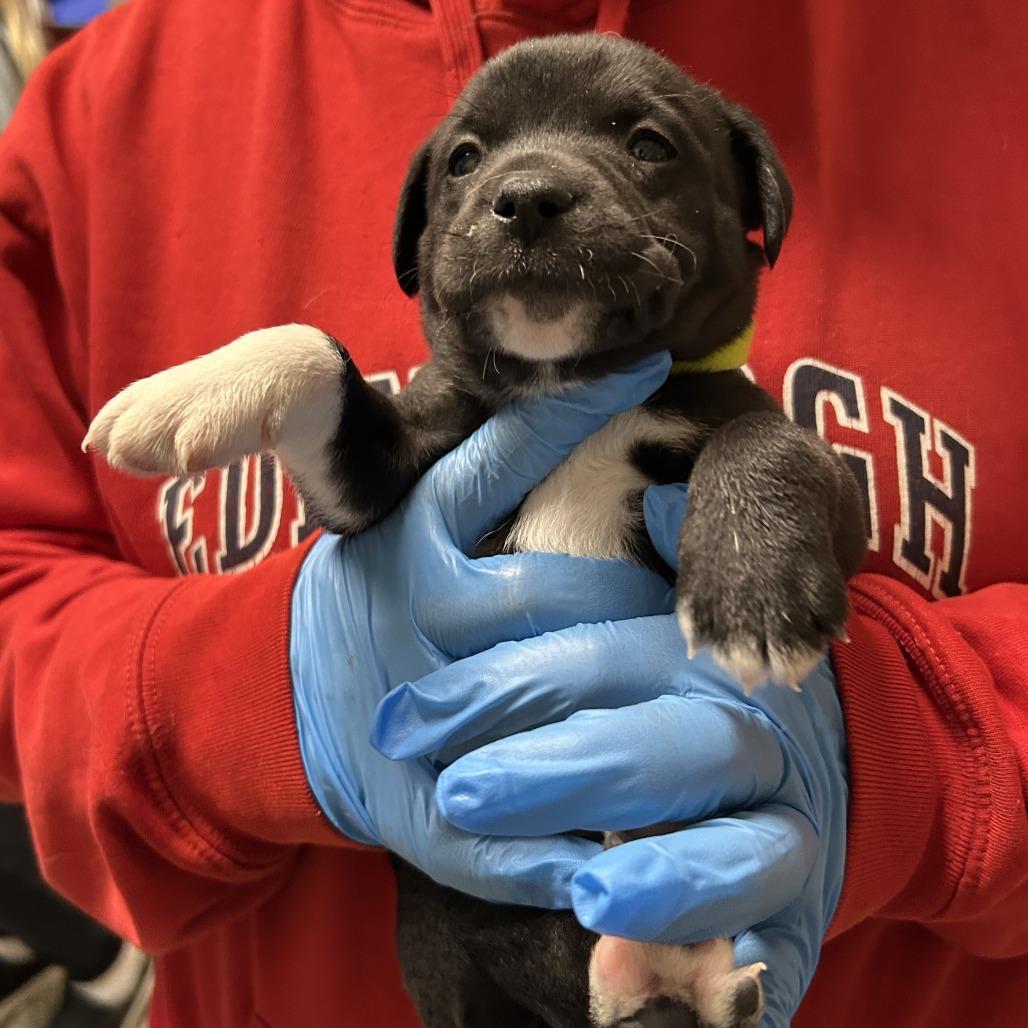 Enlarge Matcha, a Adoptable Mixed Breed in Cheyenne, WY image 1/2