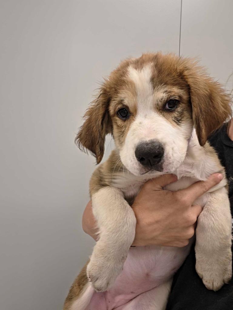 Emily Dickenson, Adoptable, Puppy Female Great Pyrenees & Mixed Breed.