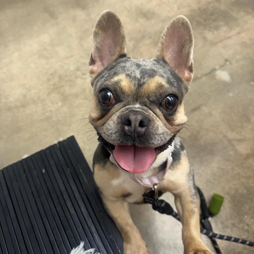 Stormie, a Adoptable mixed breed in Tallahassee, FL image 1/6