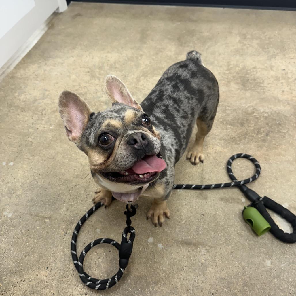 Stormie, a Adoptable mixed breed in Tallahassee, FL image 2/6