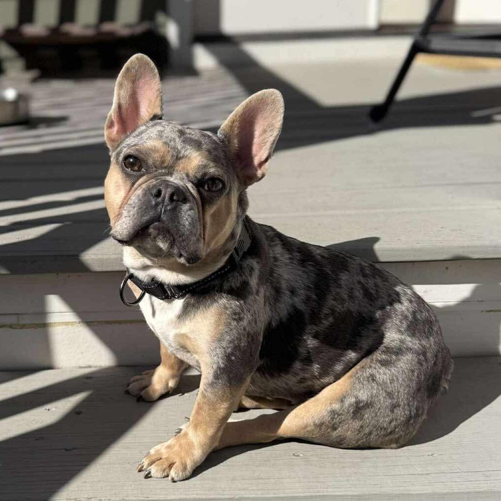 Stormie, a Adoptable mixed breed in Tallahassee, FL image 3/6