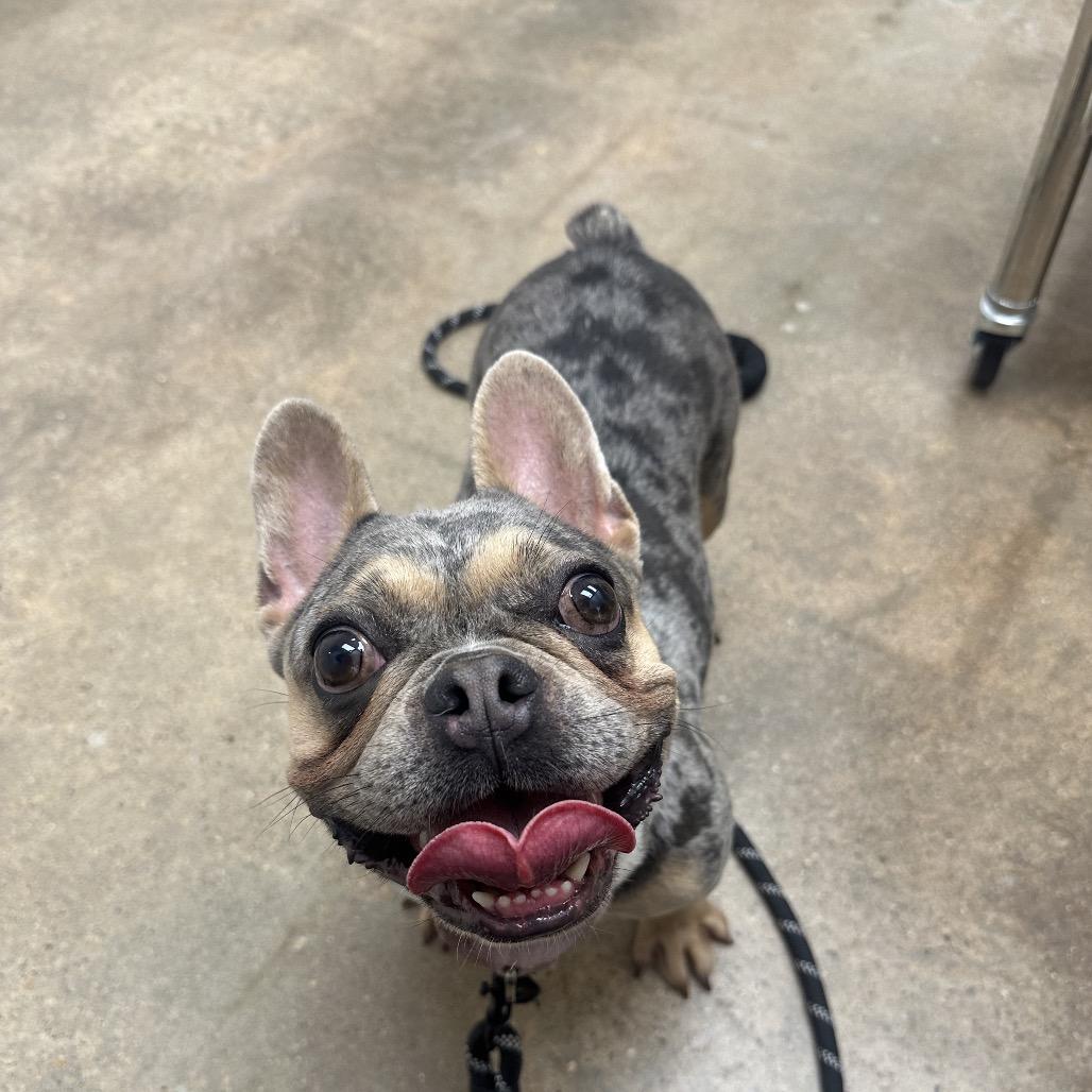 Stormie, a Adoptable mixed breed in Tallahassee, FL image 4/6