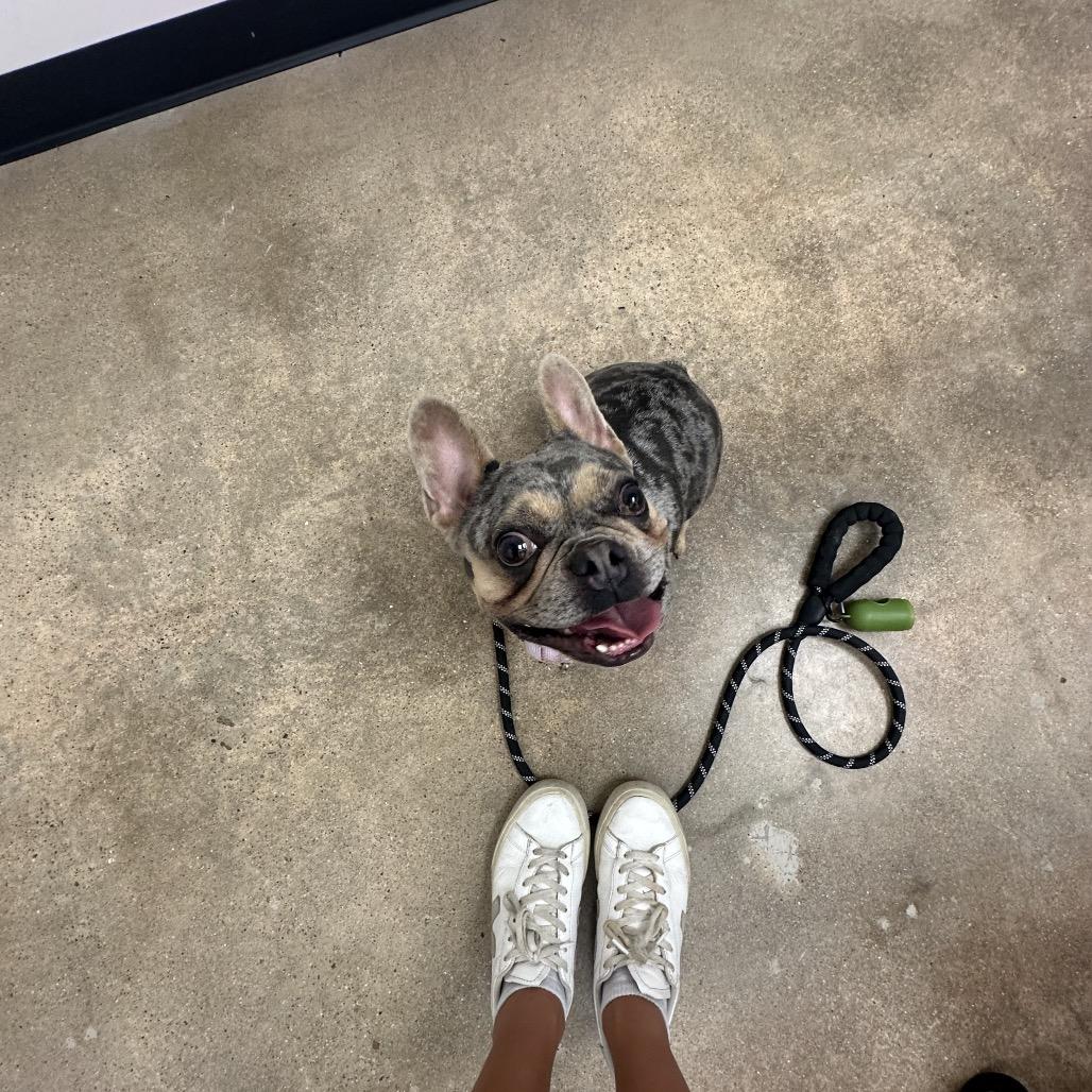 Stormie, a Adoptable mixed breed in Tallahassee, FL image 5/6