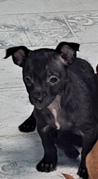 Minerva, adopted, Puppy Female Chihuahua.
