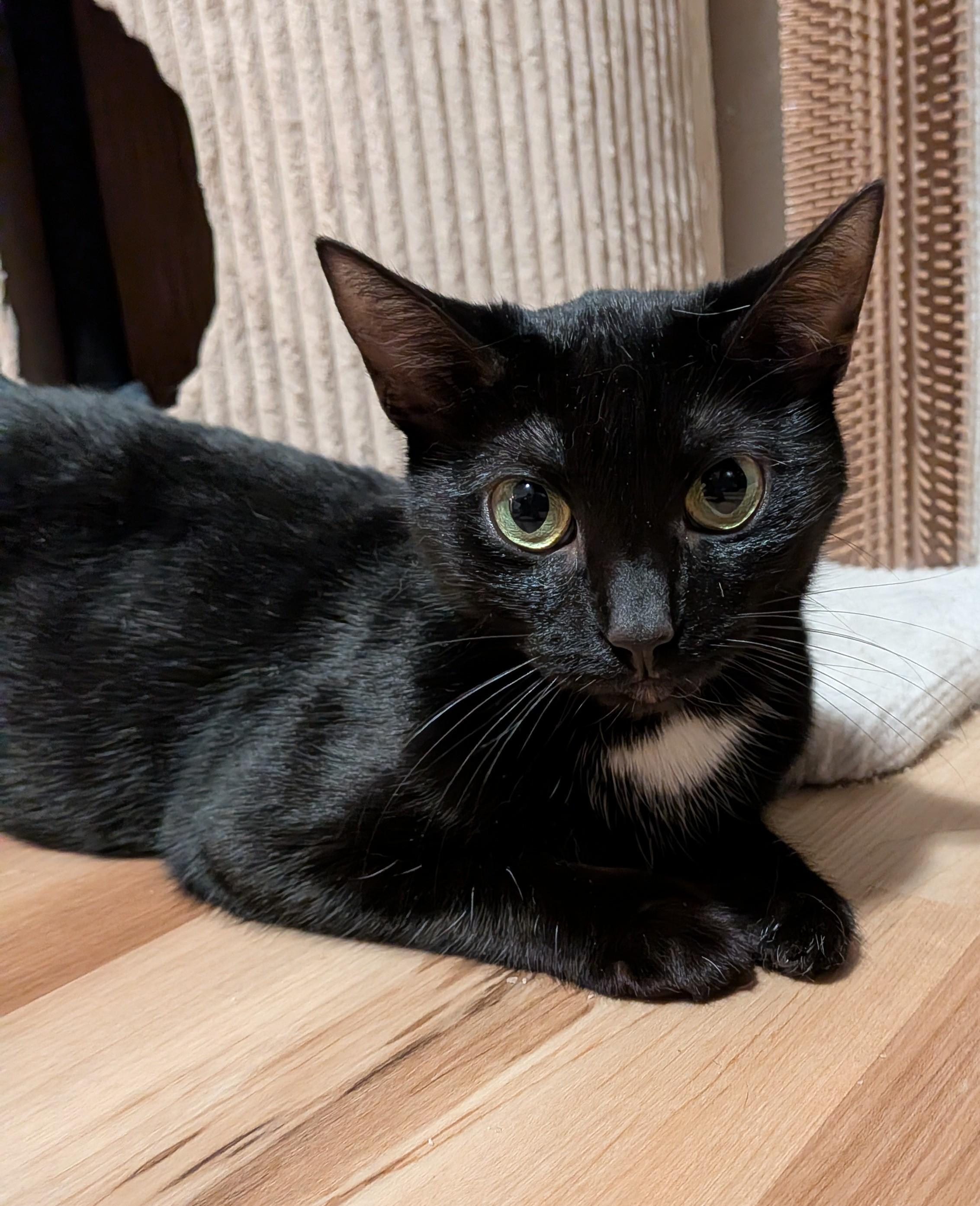 Enlarge WILLOW, a Adoptable Domestic Short Hair in Tillsonburg, ON image 2/6