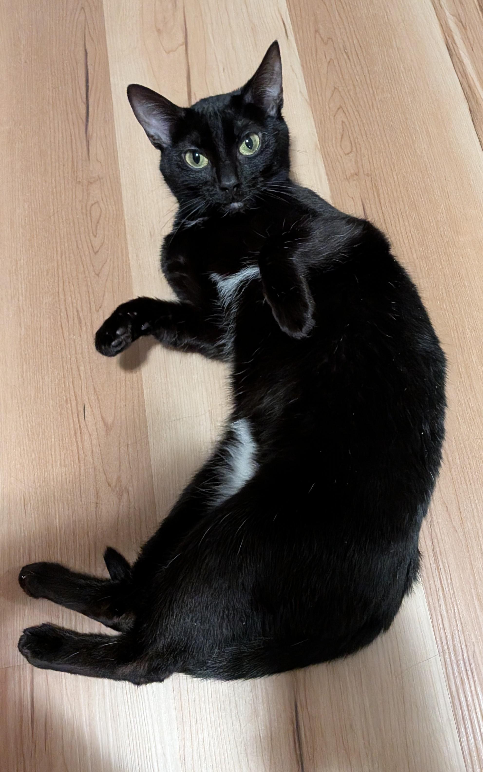 Enlarge WILLOW, a Adoptable Domestic Short Hair in Tillsonburg, ON image 6/6