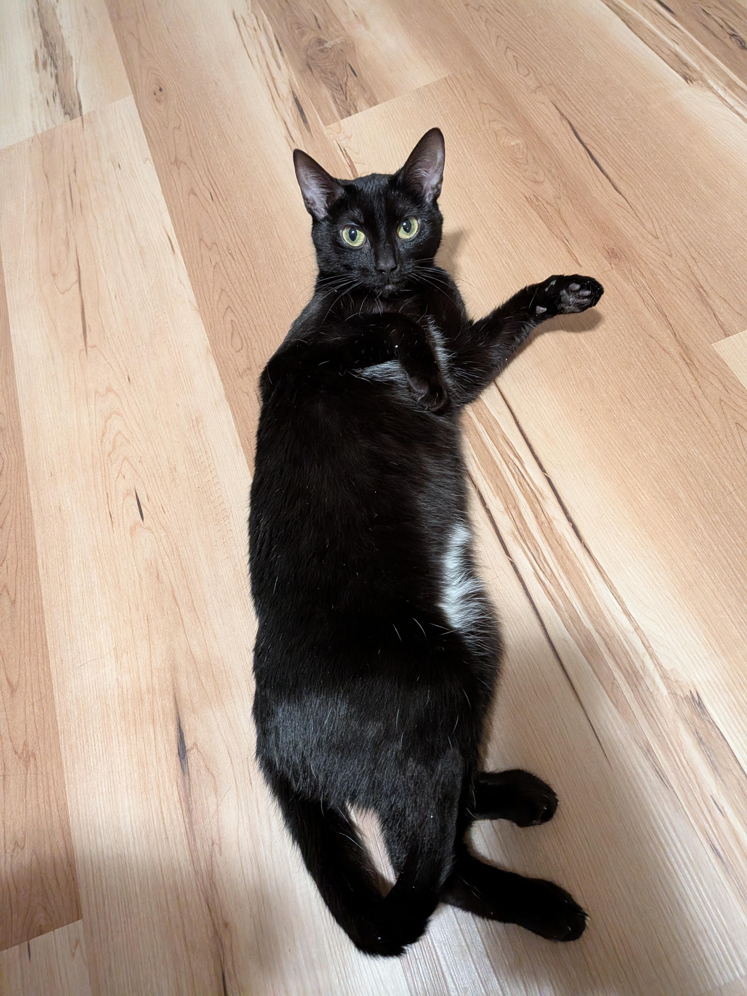 Enlarge WILLOW, a Adoptable Domestic Short Hair in Tillsonburg, ON image 5/6