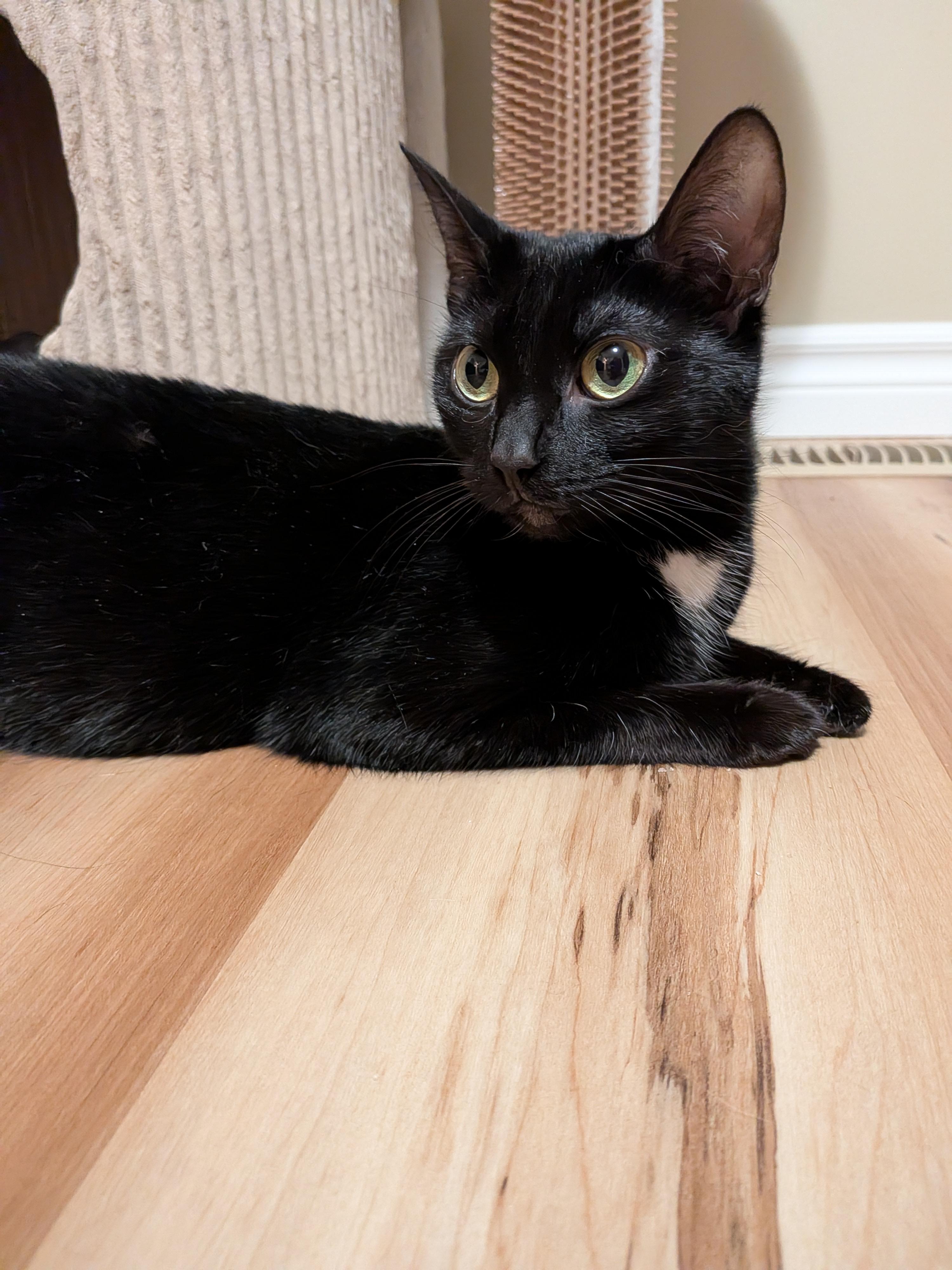 Enlarge WILLOW, a Adoptable Domestic Short Hair in Tillsonburg, ON image 4/6