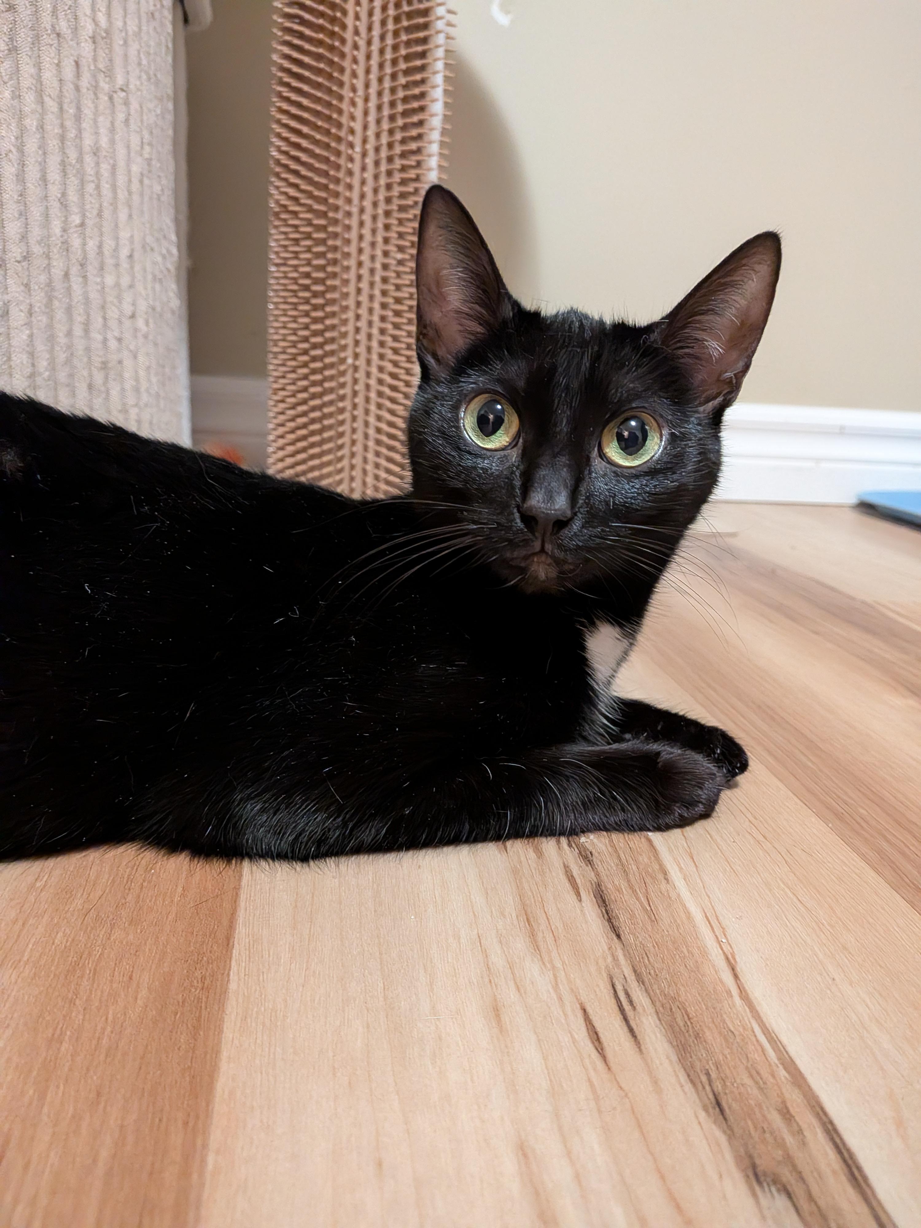 Enlarge WILLOW, a Adoptable Domestic Short Hair in Tillsonburg, ON image 3/6