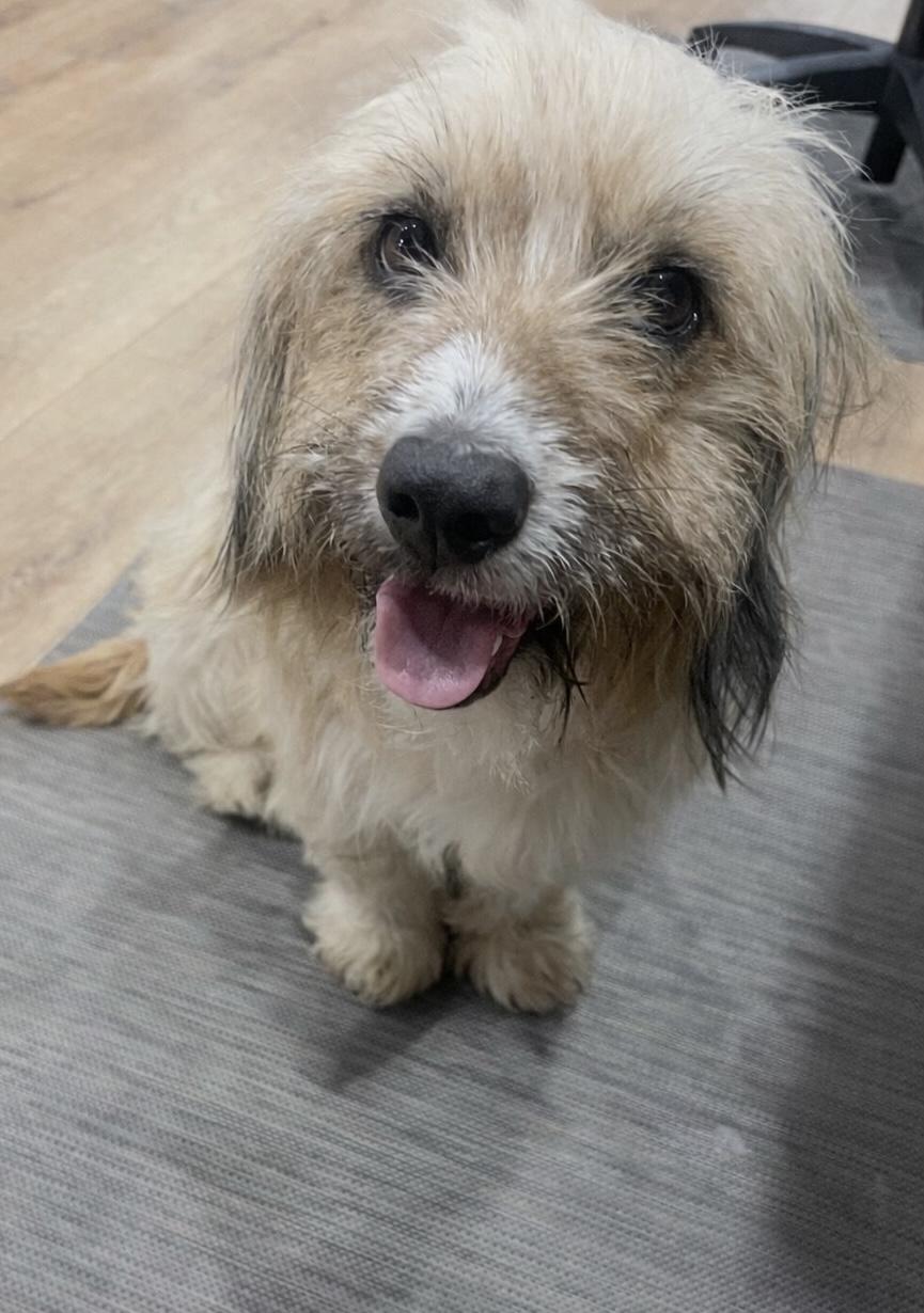 Enlarge Goldie, an adopted mixed breed in North Vancouver, BC image 2/3