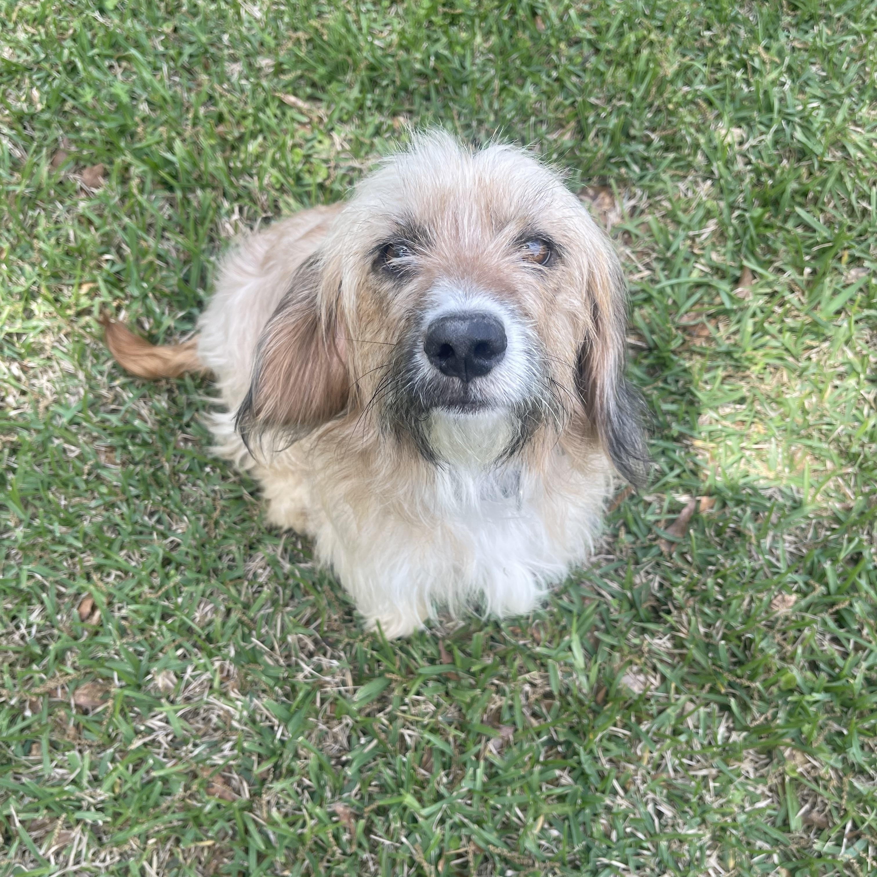 Enlarge Goldie, an adopted mixed breed in North Vancouver, BC image 1/3