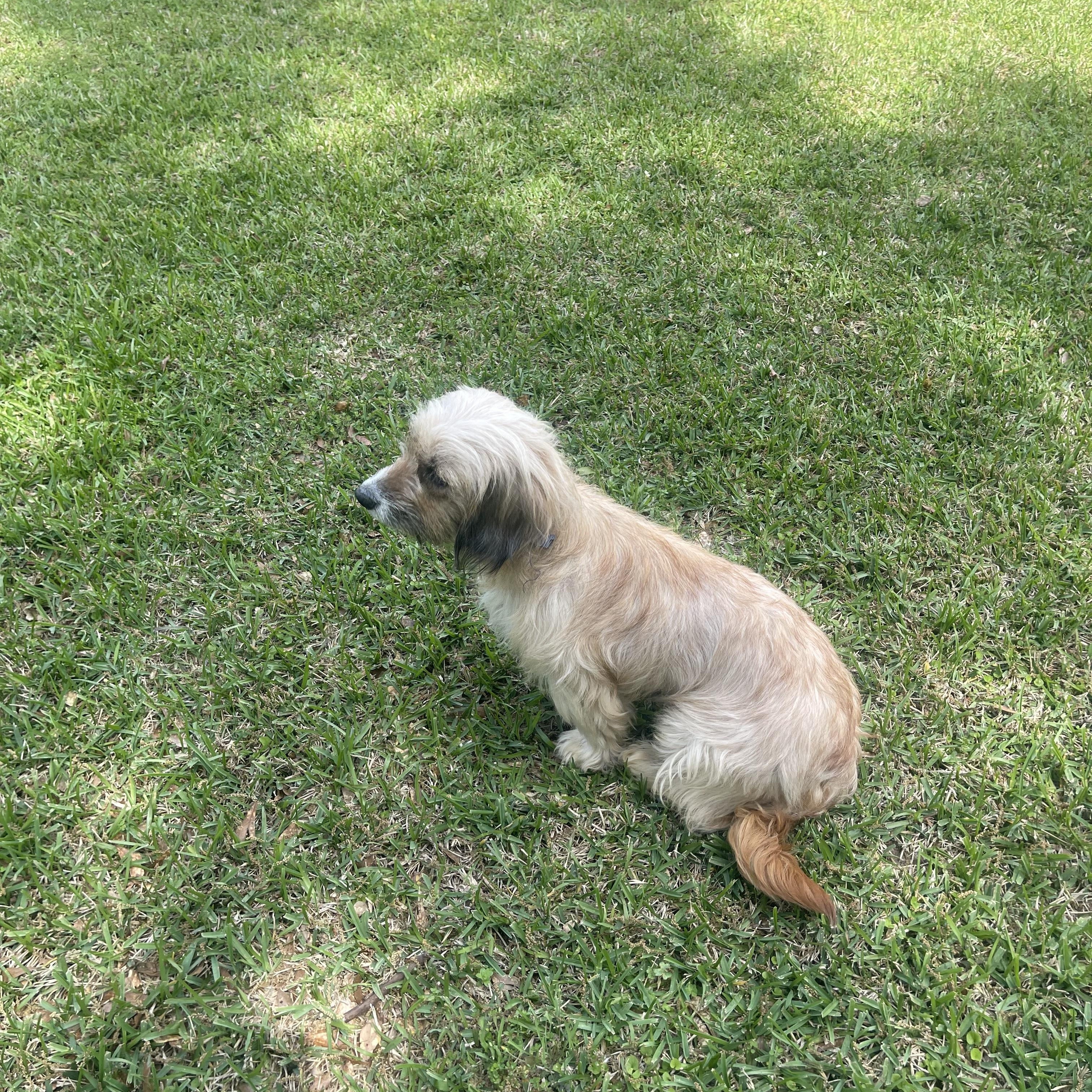 Enlarge Goldie, an adopted mixed breed in North Vancouver, BC image 3/3