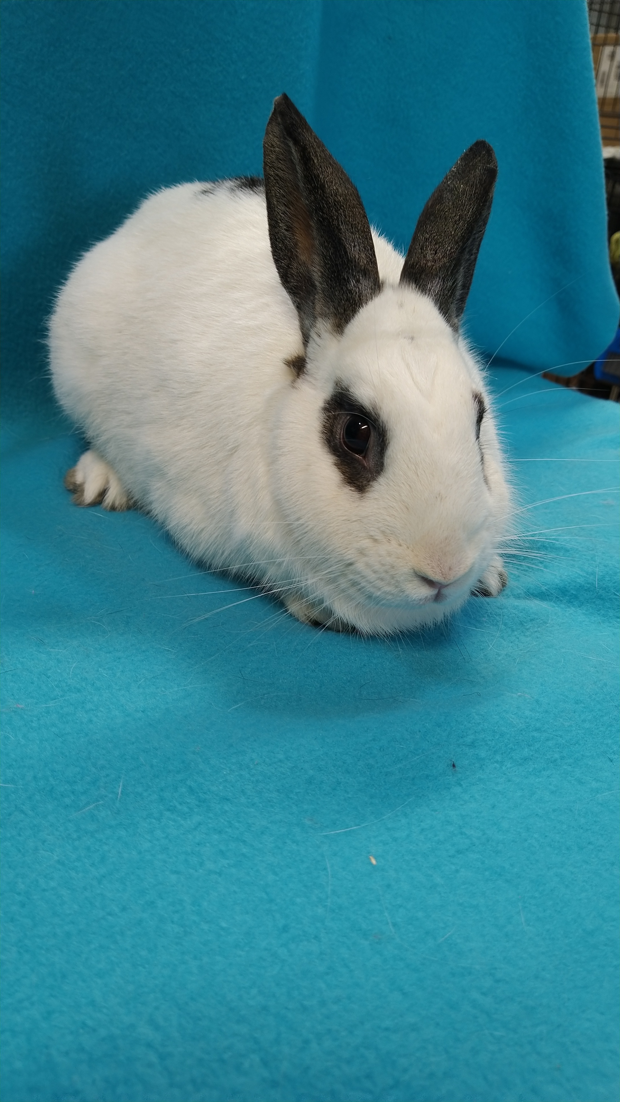 Enlarge Crest, a Adoptable mixed breed in Erie, PA image 1/4