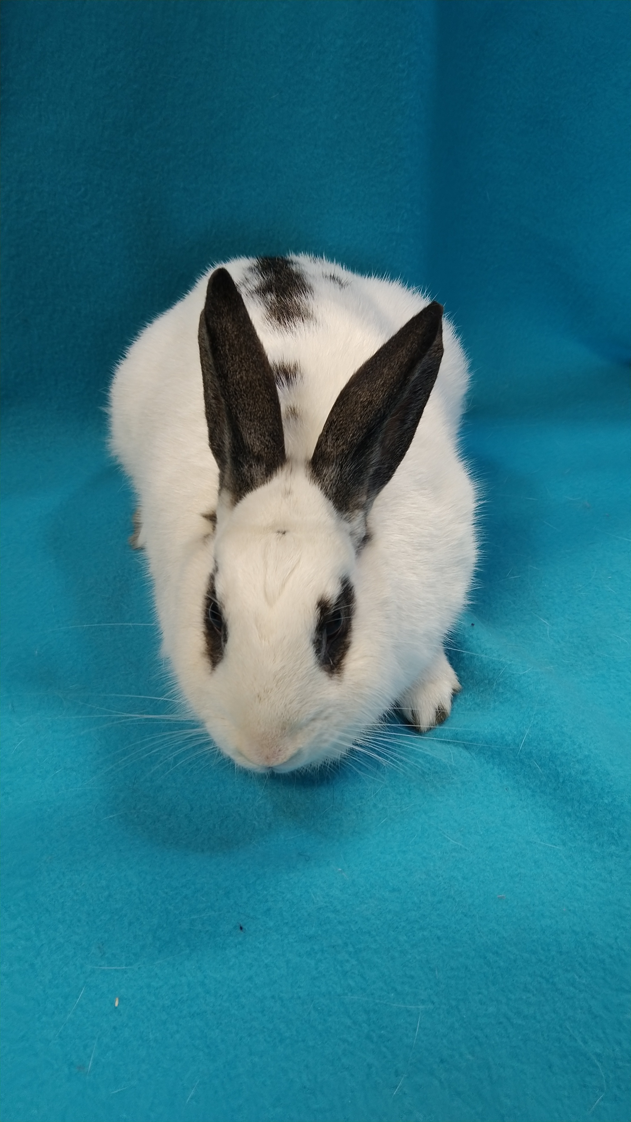 Enlarge Crest, a Adoptable mixed breed in Erie, PA image 2/4