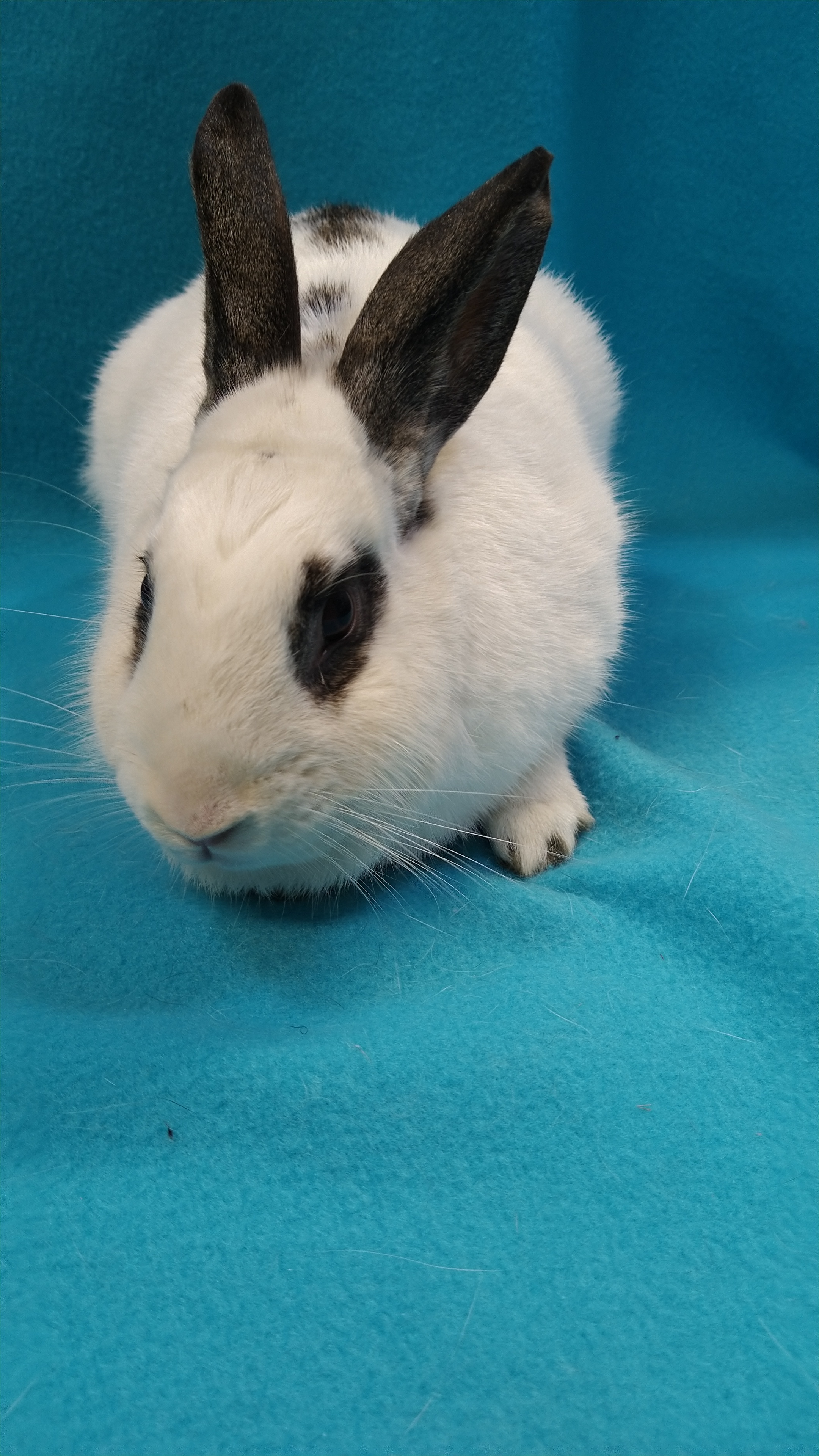 Enlarge Crest, a Adoptable mixed breed in Erie, PA image 3/4