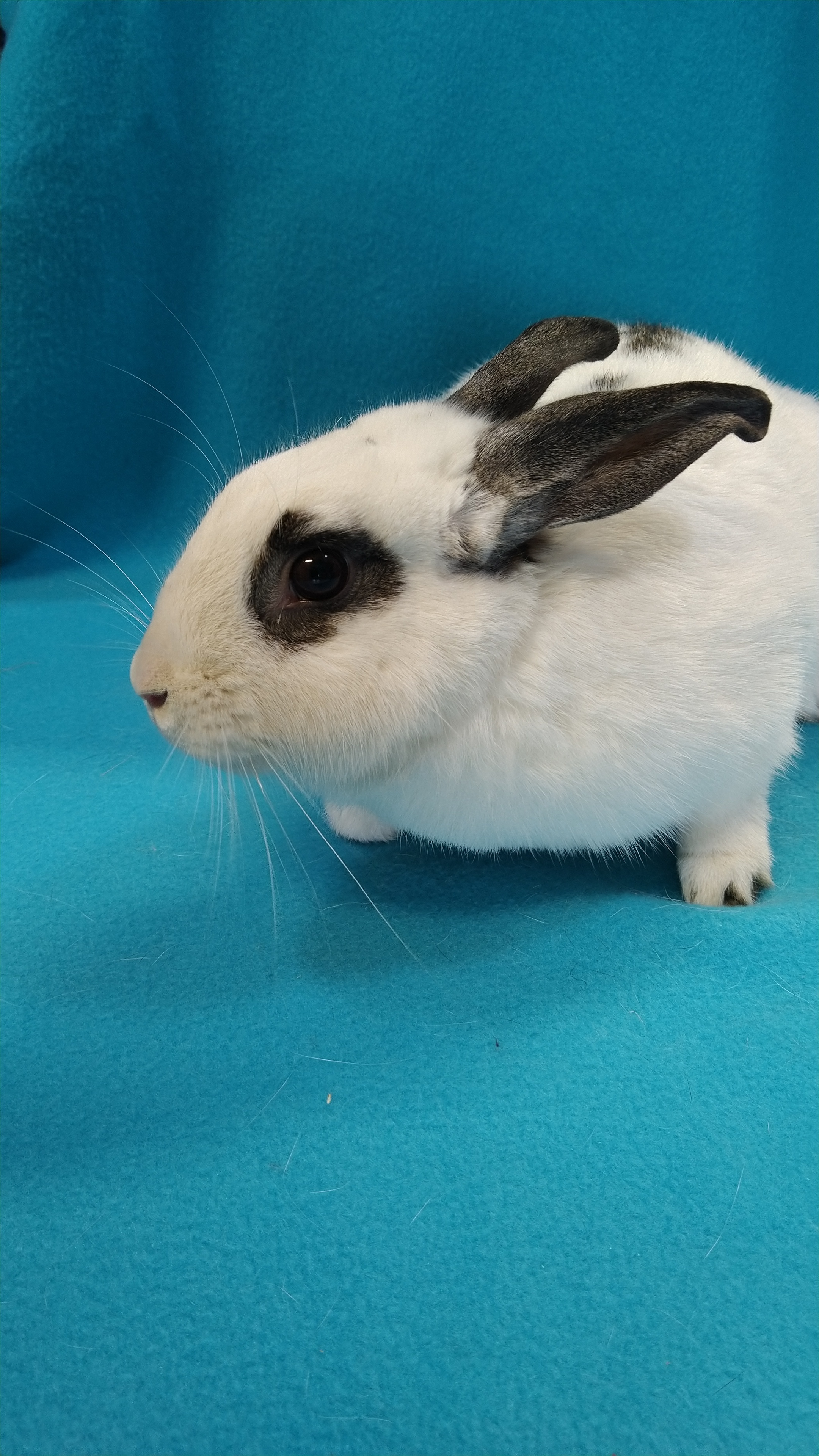 Enlarge Crest, a Adoptable mixed breed in Erie, PA image 4/4