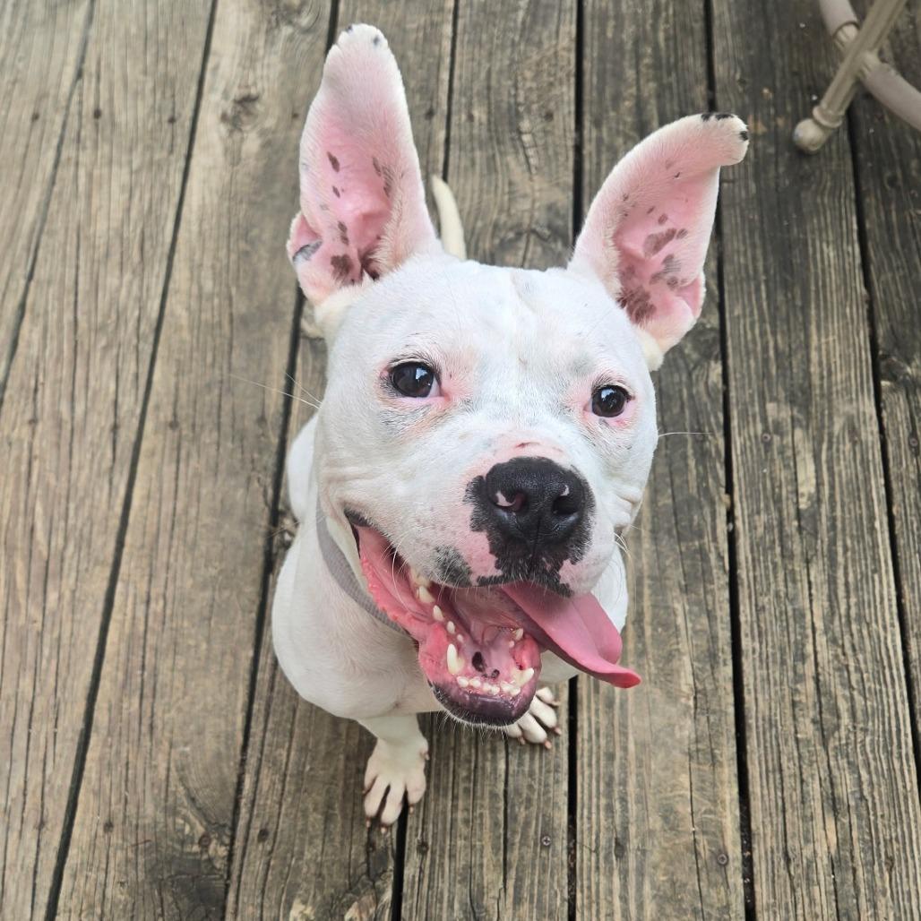 Ava, a Adoptable Pit Bull Terrier in Bellingham, WA image 1/6
