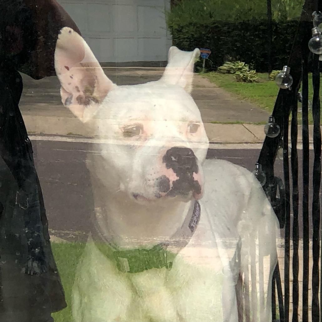 Ava, a Adoptable Pit Bull Terrier in Bellingham, WA image 2/6