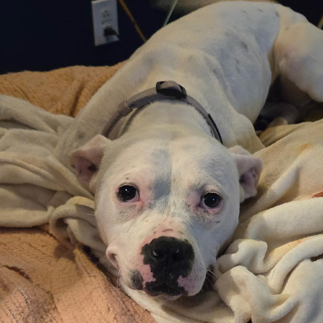 Ava, a Adoptable Pit Bull Terrier in Bellingham, WA image 3/6