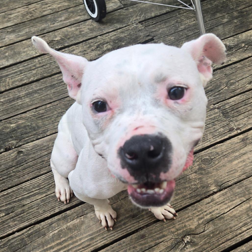 Ava, a Adoptable Pit Bull Terrier in Bellingham, WA image 4/6