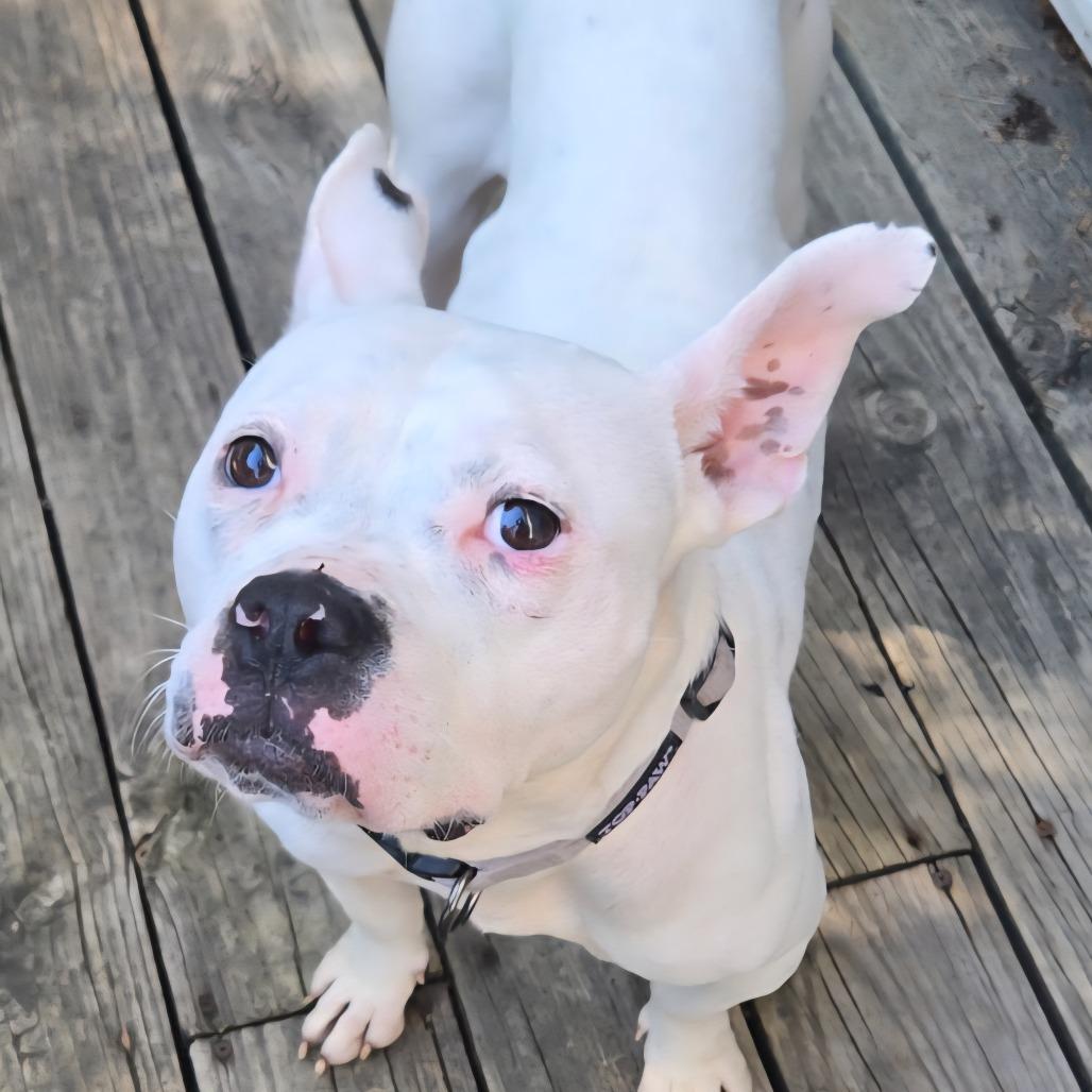 Ava, a Adoptable Pit Bull Terrier in Bellingham, WA image 5/6