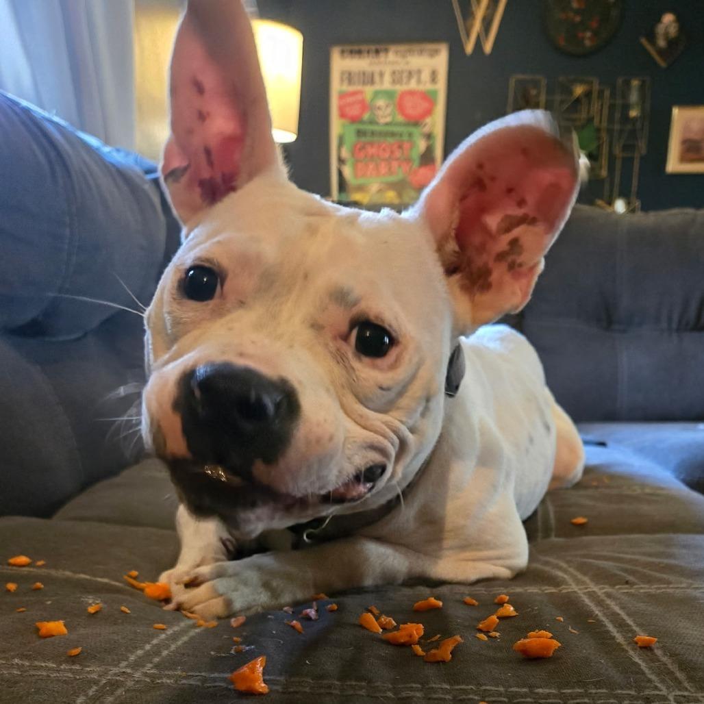 Ava, a Adoptable Pit Bull Terrier in Bellingham, WA image 6/6