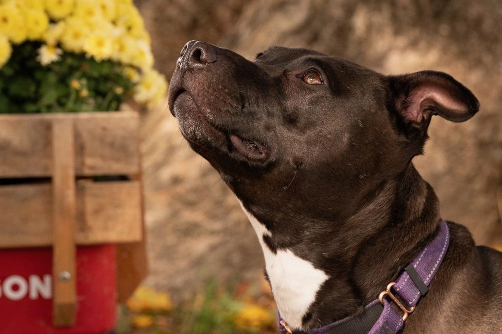 Dixie, Adoptable, Young Female American Staffordshire Terrier & Bull Terrier.