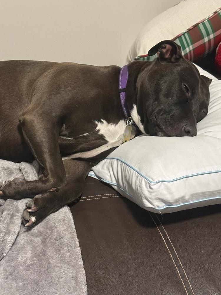 Enlarge Dixie, a Adoptable mixed breed in Xenia, OH image 4/6