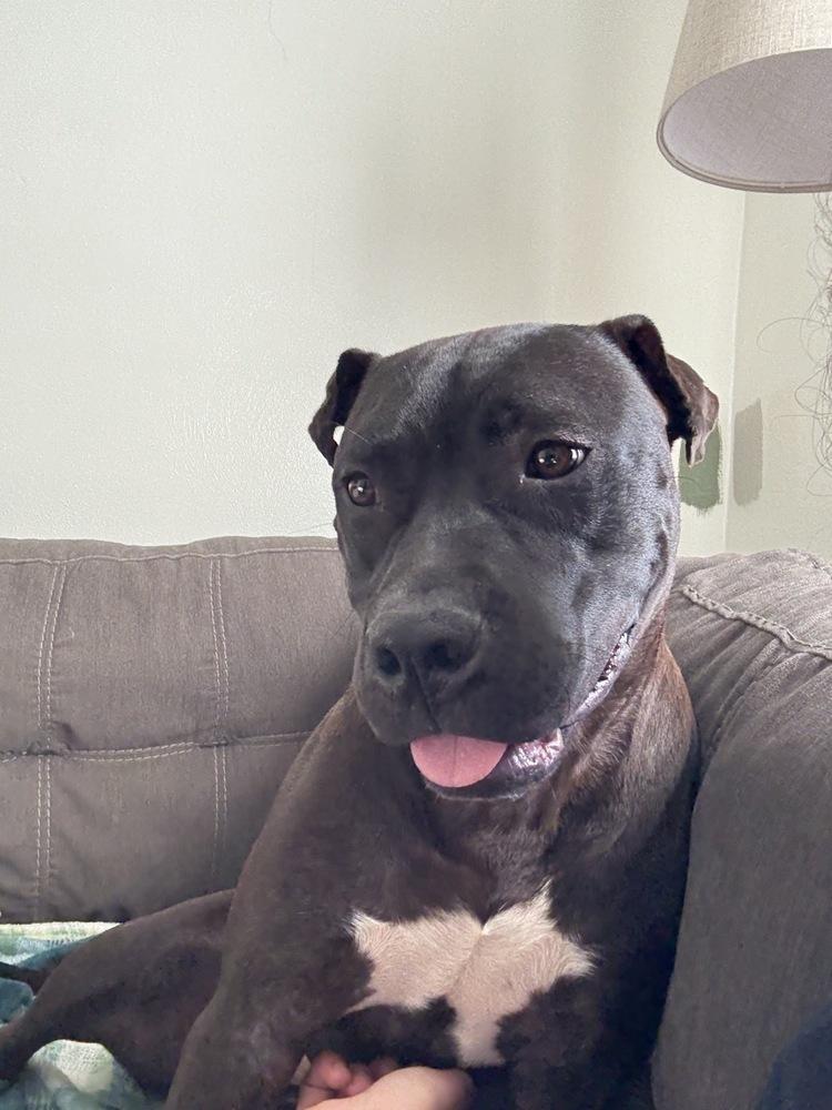 Enlarge Dixie, a Adoptable mixed breed in Xenia, OH image 5/6