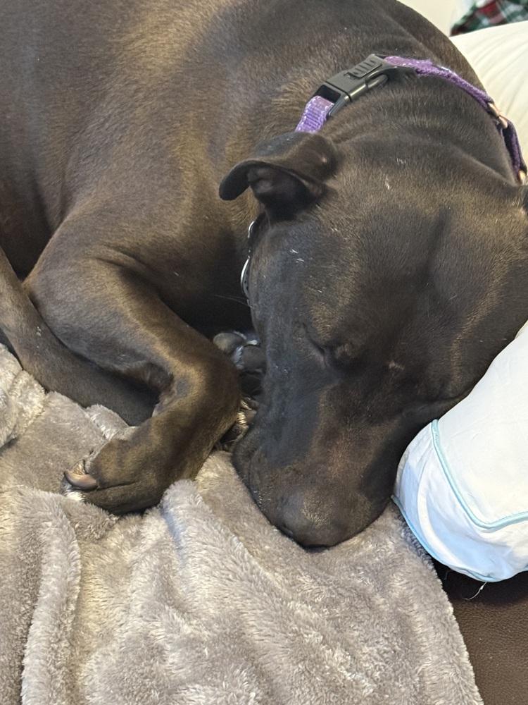 Enlarge Dixie, a Adoptable mixed breed in Xenia, OH image 6/6