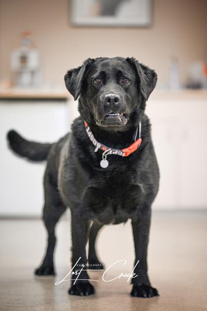 Enlarge Bear, a Adoptable mixed breed in Kalispell, MT image 1/3