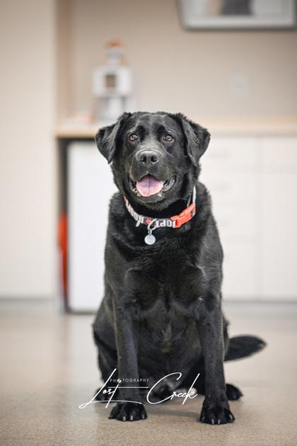 Enlarge Bear, a Adoptable mixed breed in Kalispell, MT image 2/3