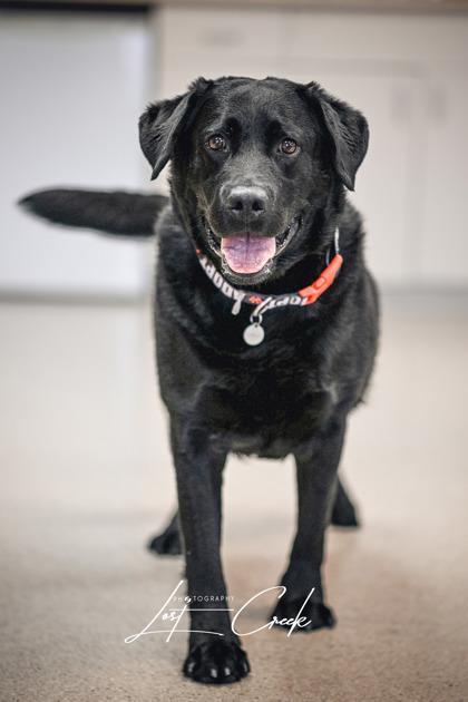 Enlarge Bear, a Adoptable mixed breed in Kalispell, MT image 3/3