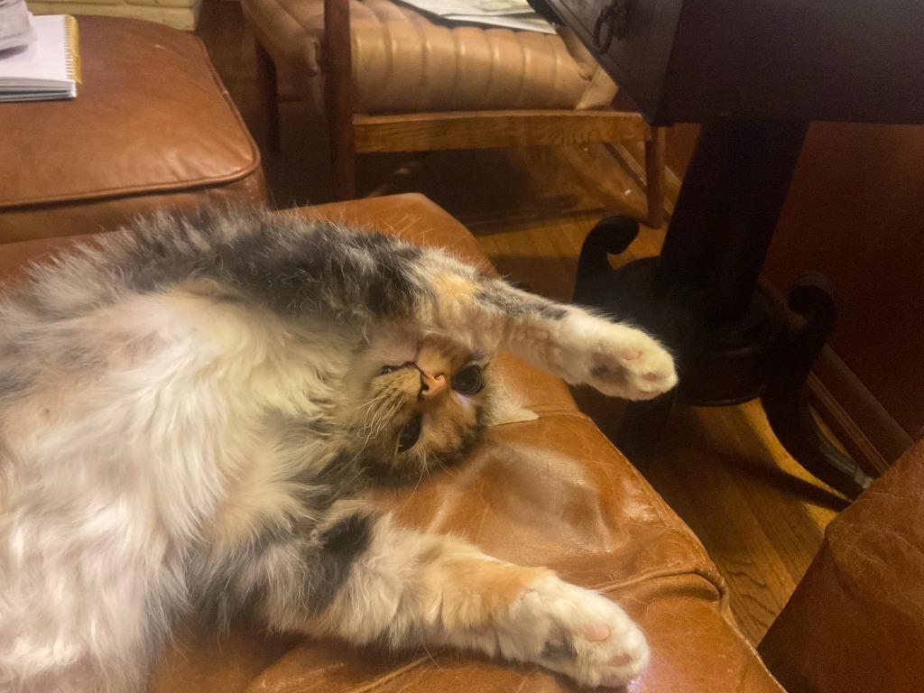 Gypsy, Adoptable, Young Female Domestic Medium Hair.