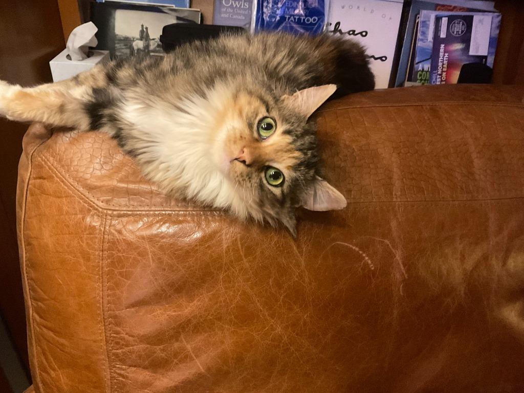 Enlarge Gypsy, a Adoptable mixed breed in Tulsa, OK image 2/6