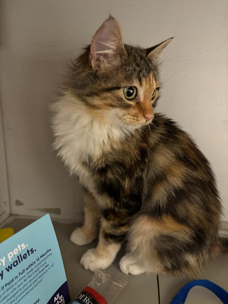 Enlarge Gypsy, a Adoptable mixed breed in Tulsa, OK image 3/6