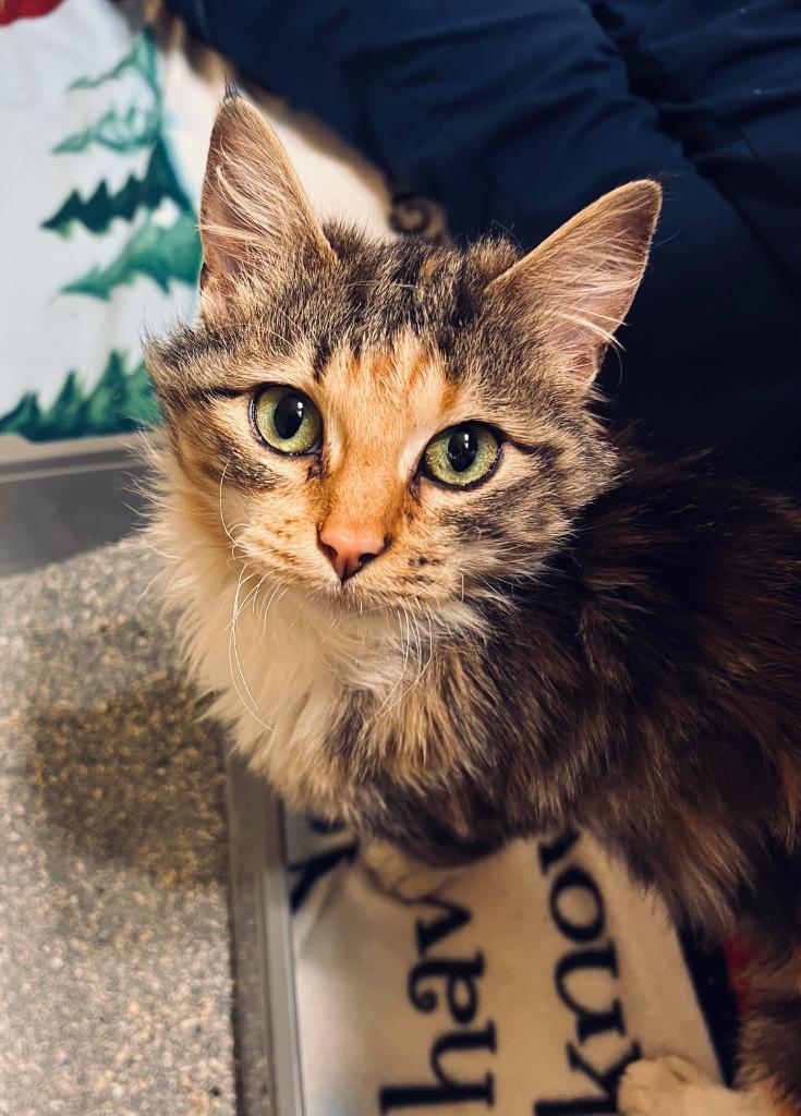 Enlarge Gypsy, a Adoptable mixed breed in Tulsa, OK image 4/6