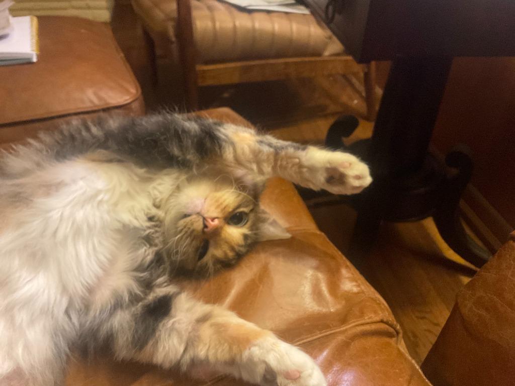 Enlarge Gypsy, a Adoptable mixed breed in Tulsa, OK image 5/6