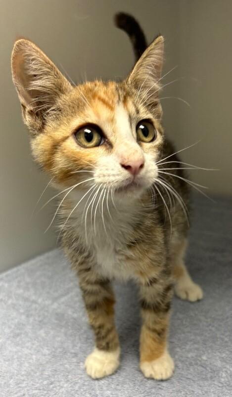 Broccoli, Adoptable, Young Female Domestic Short Hair.