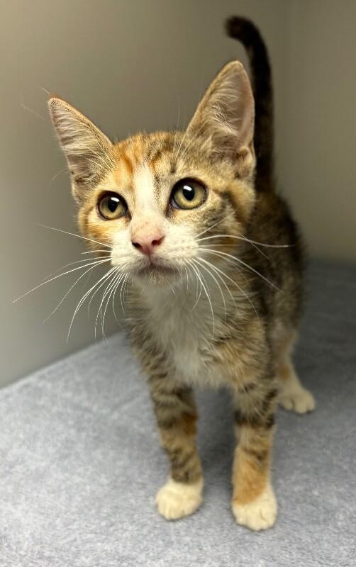 Broccoli, a Adoptable Domestic Short Hair in Katy, TX image 2/2