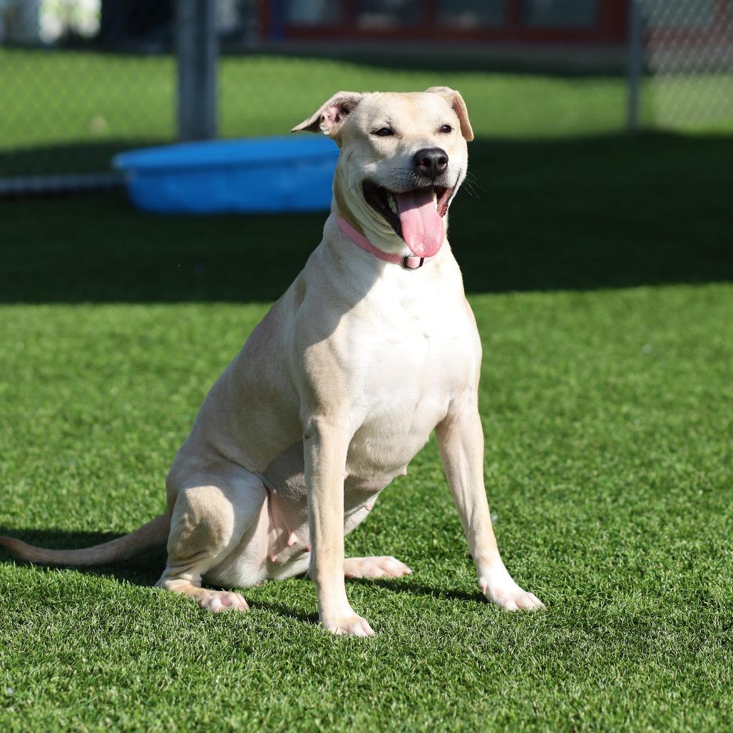 Enlarge JJ, a Adoptable mixed breed in Evansville, IN image 1/6