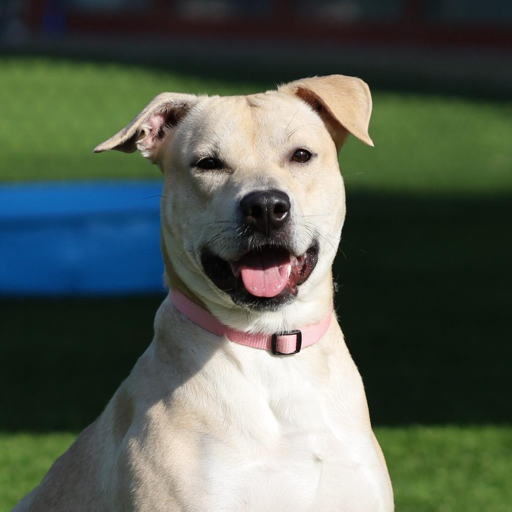 Enlarge JJ, a Adoptable mixed breed in Evansville, IN image 2/6